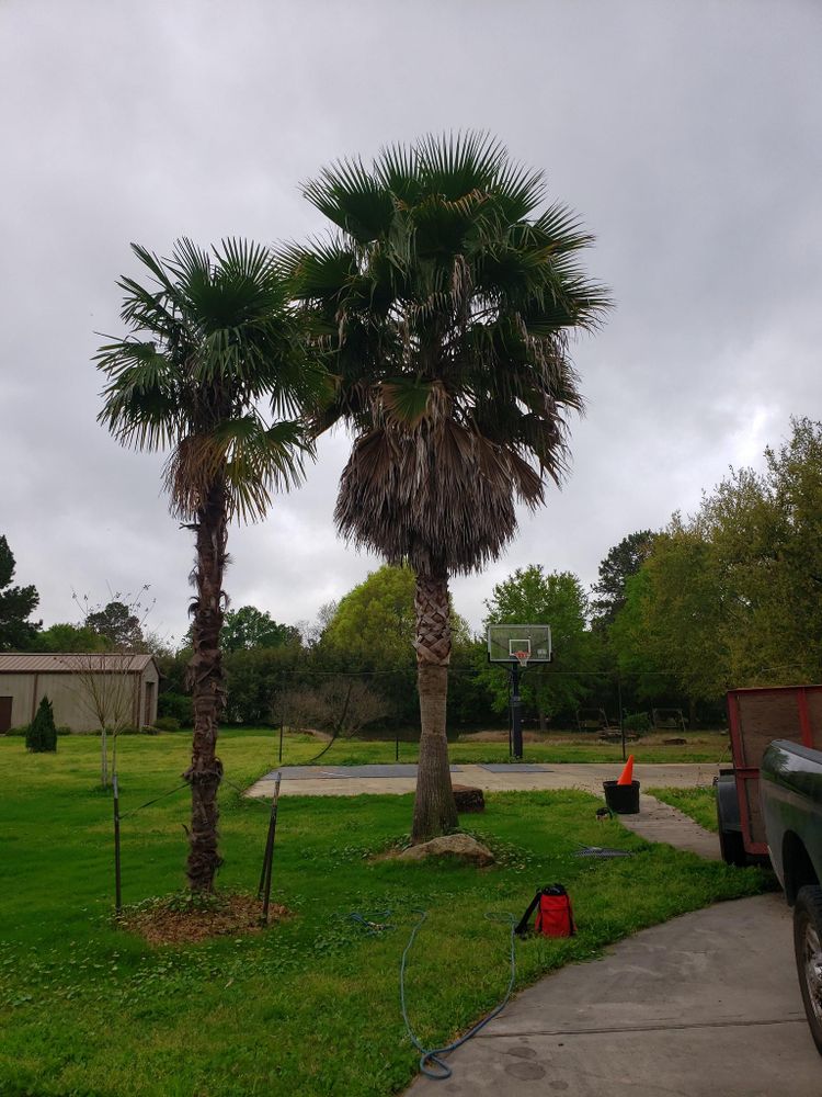 All Photos for Servin's Tree Care  in Houston, TX