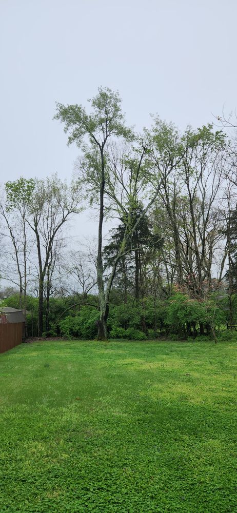 All Photos for Tree Fellers in Sumner County, TN