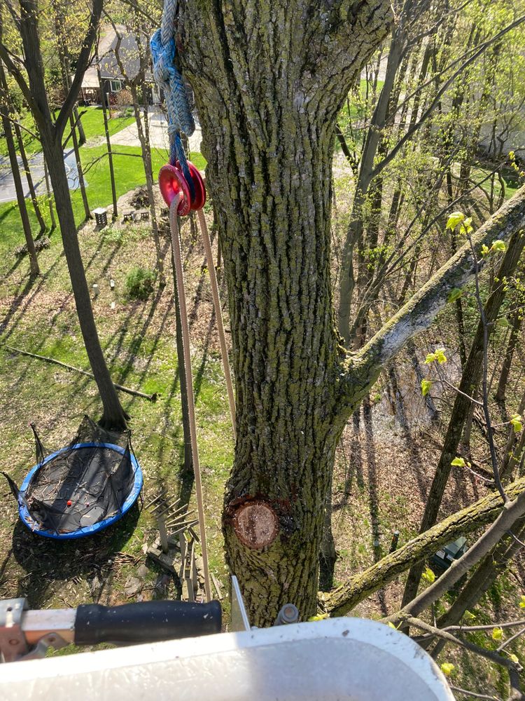 All Photos for Summit Tree Care LLC in Fort Wayne, IN