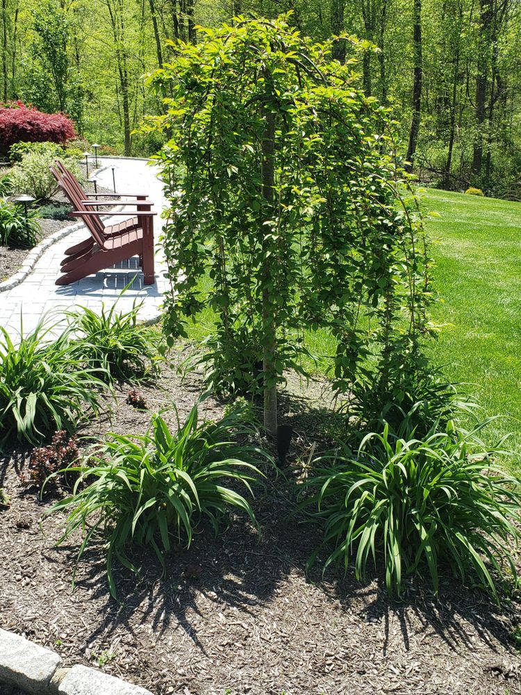 All Photos for Matty L's Lawn and Tree Care in Monroe, CT