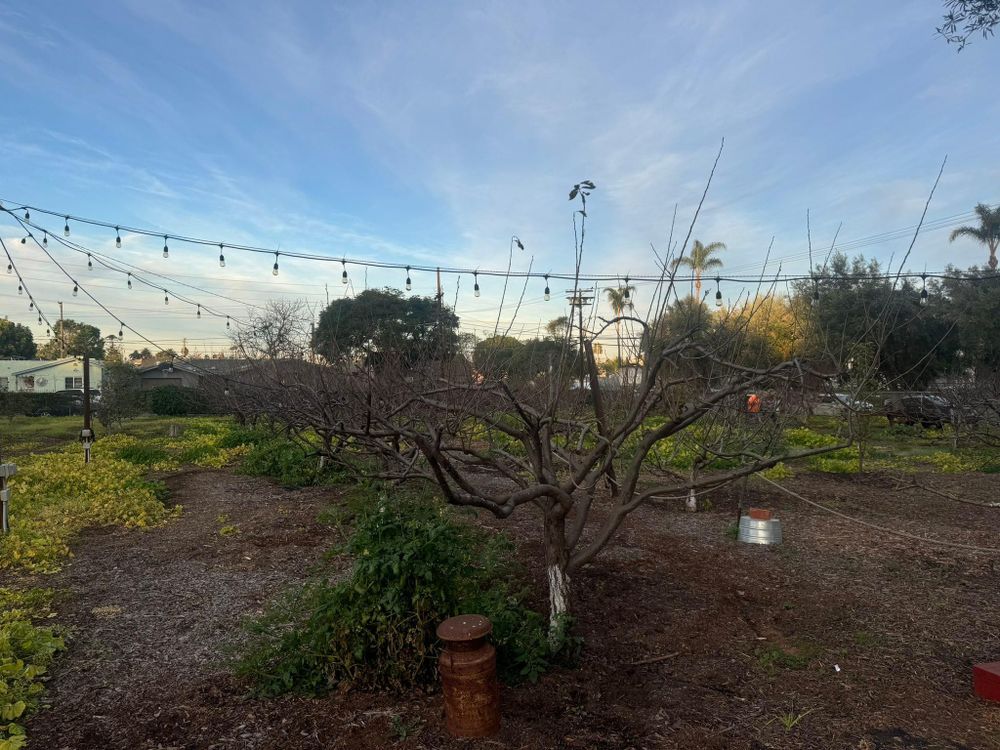 Tree Services for The Tree Fairy in Julian, CA