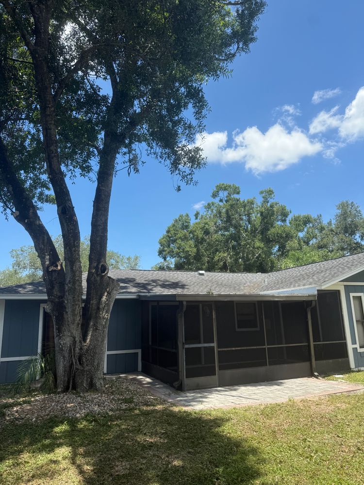 Tree Removal for Damian’s Tree Care in Sarasota, FL