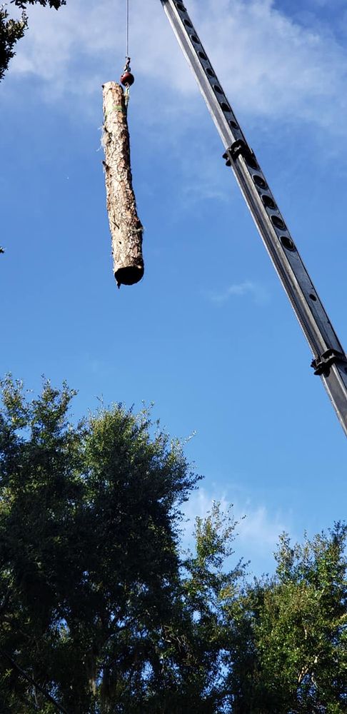 Tree Removal for Daniel Hickey’s Tree Service in DeLand, FL