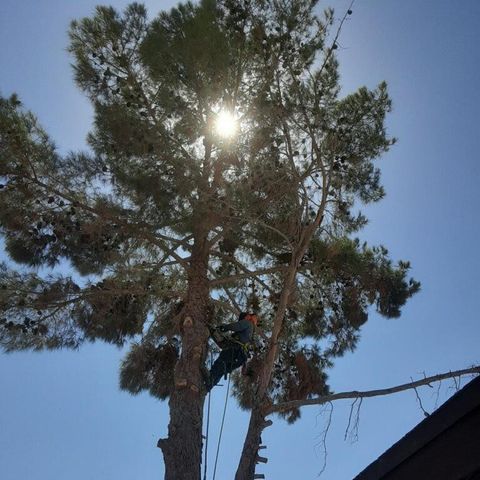 Our Tree Removal service offers safe and efficient removal of unwanted trees from your property, improving safety and enhancing the aesthetic appeal of your home. for Oliver L. Palm & Tree services in Yuma County, AZ