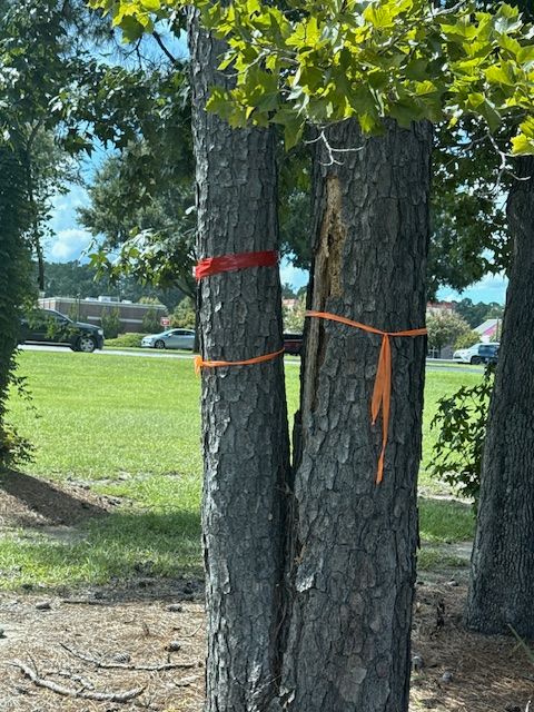 All Photos for Hawkins Tree Service & Land Management in Richmond Hill, GA