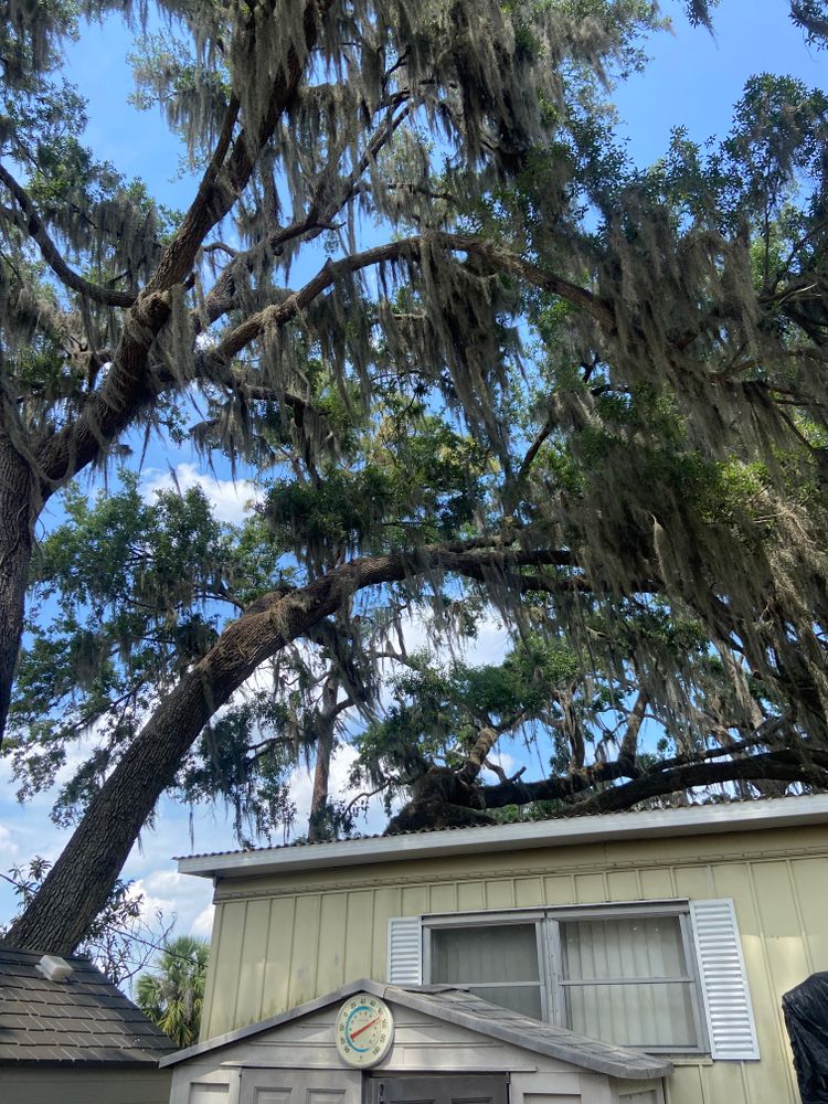 Tree Removal for Efficient and Reliable Tree Service in Lake Wales, FL