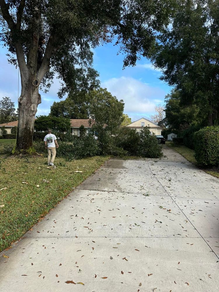 Tree Removal for Narrow Path Tree Service in Deland, FL