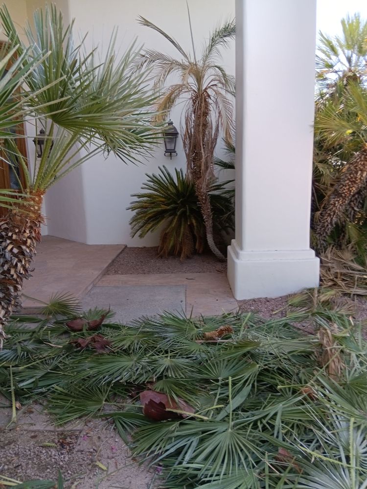 All Photos for Family Landscaping in Phoenix, AZ