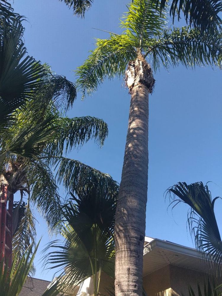 All Photos for Bills Tree Service in Valrico, FL