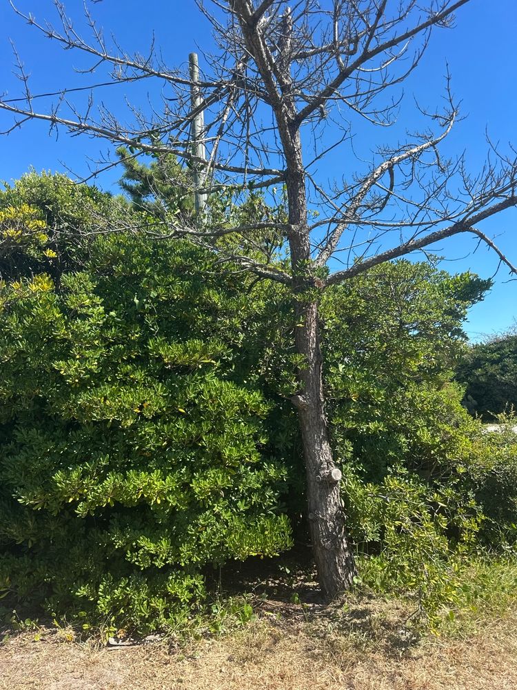 All Photos for Carolina Odd Jobs Inc. in Sneads Ferry, NC