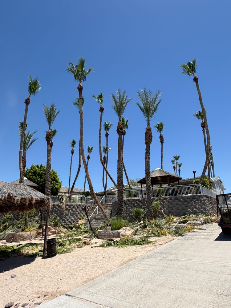 Tree trimming for Top Notch Landscape Services LLC in Mohave Valley, AZ