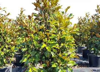 All Photos for Cunningham's Lawn & Landscaping LLC in Daytona Beach, Florida