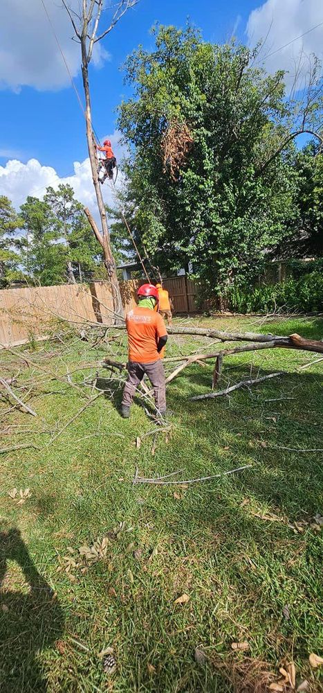 All Photos for Servin's Tree Care  in Houston, TX