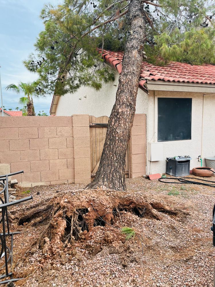 Our tree removal services provide safe and efficient removal of unwanted or hazardous trees on your property, enhancing the overall aesthetics and functionality of your landscaping while ensuring safety for all. for AZ Tree & Hardscape Co in Surprise, AZ