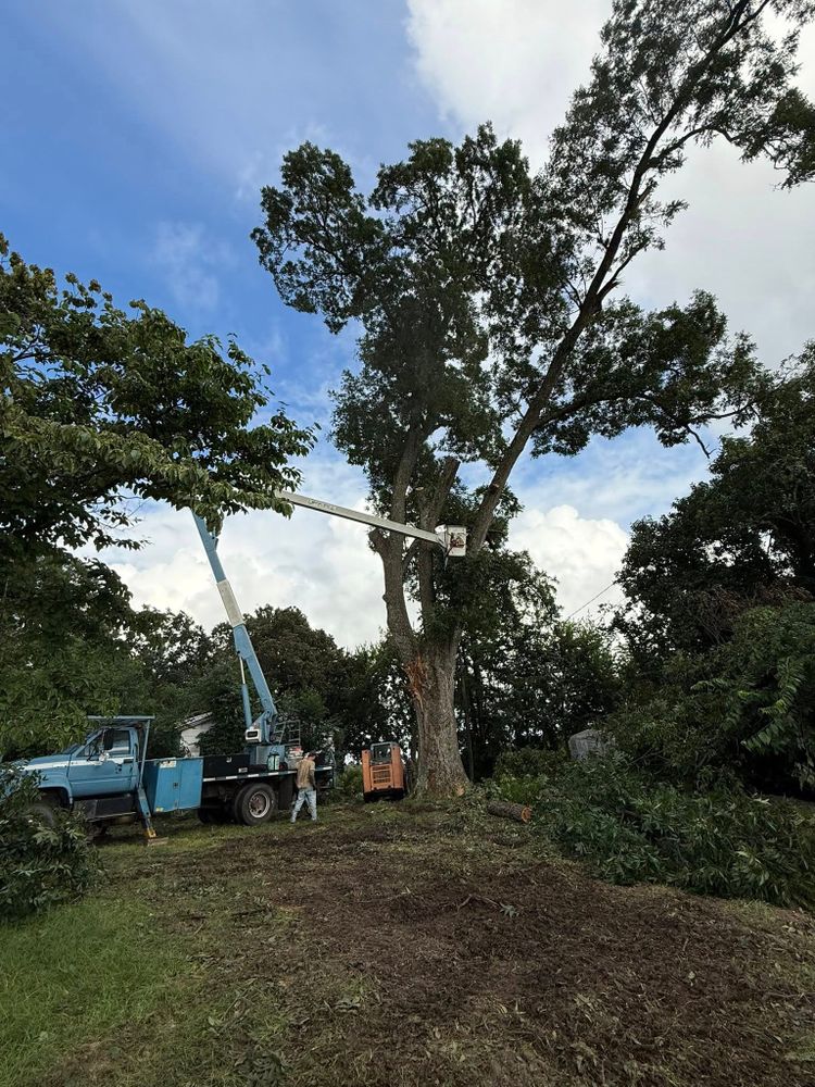 Tree Removal for T N L - Tree and Land Service in Reynolds, GA