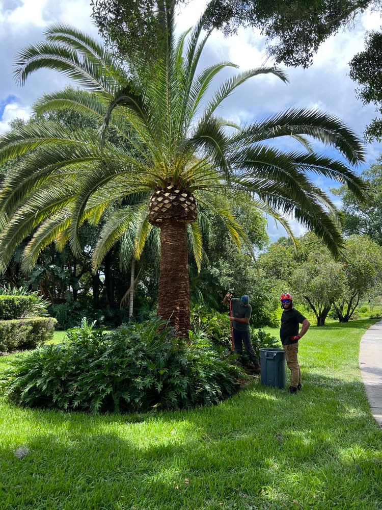 All Photos for Ryker's Tree Service in Dunedin, FL