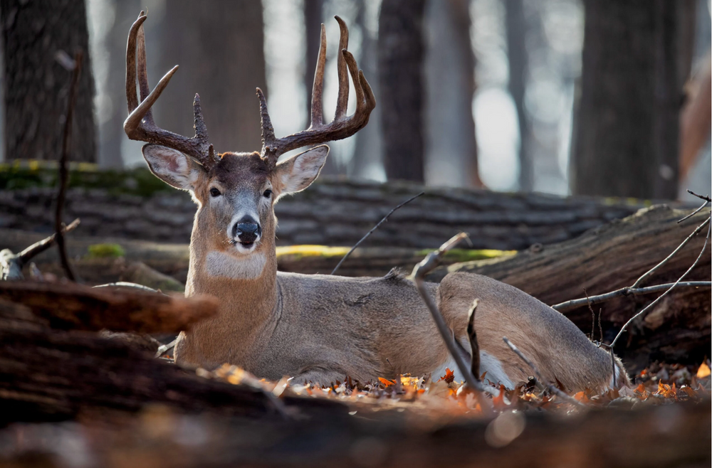 All Photos for Bluff Country Whitetails in Southern Indiana, IN