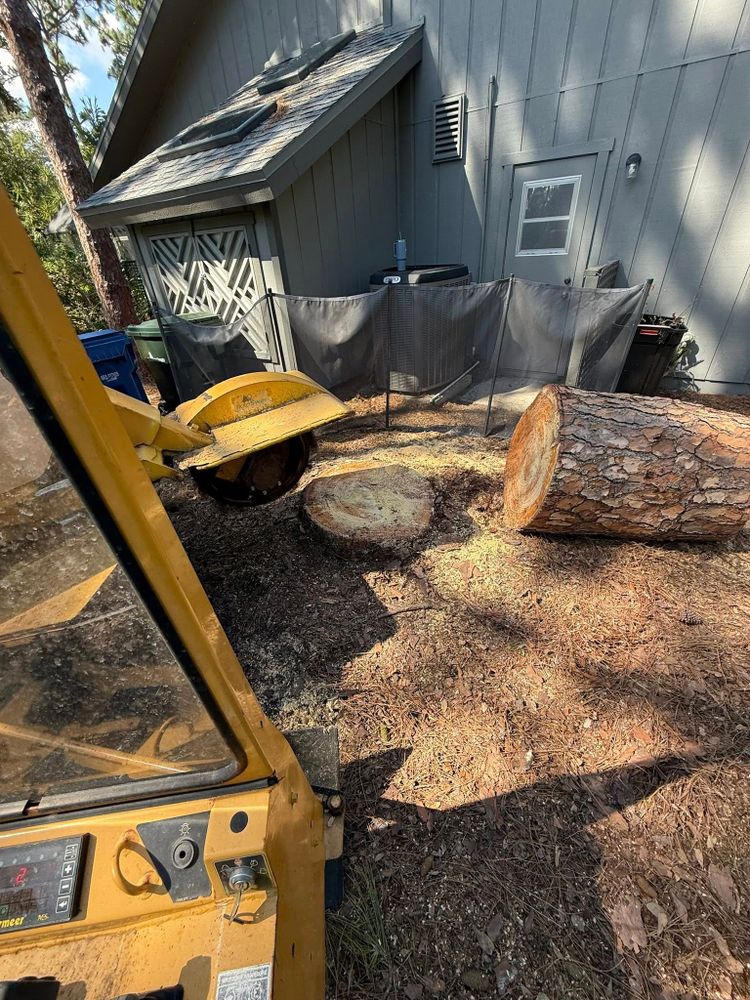 Tree Removal for Grizzly Stump Grinding in Sarasota, FL