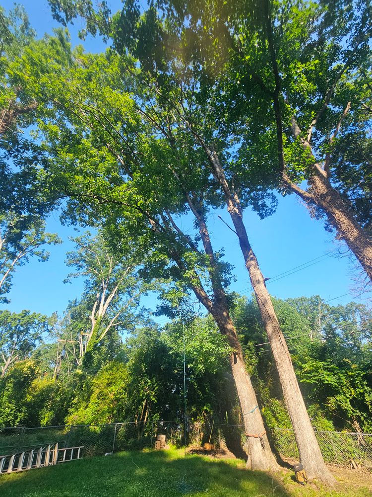 All Photos for Sasquatch Tree Services LLC in Spartanburg, SC