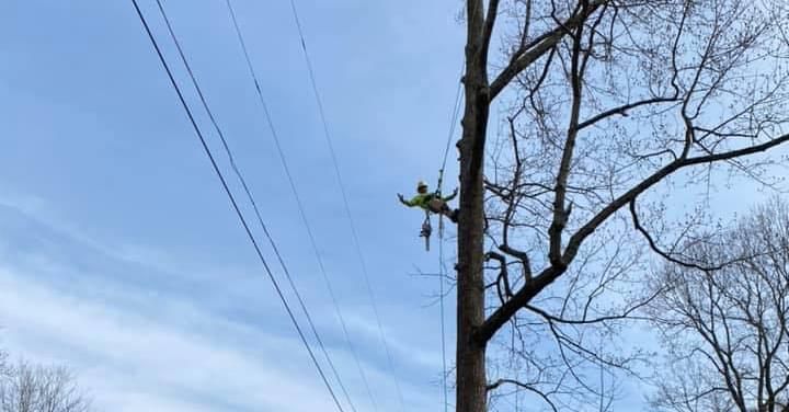 Enhance your property's safety and beauty with our professional Tree Trimming service, expertly shaping and maintaining healthy trees to prevent hazards while boosting curb appeal with precision care. for Timber Ninja Service in Lexington, KY