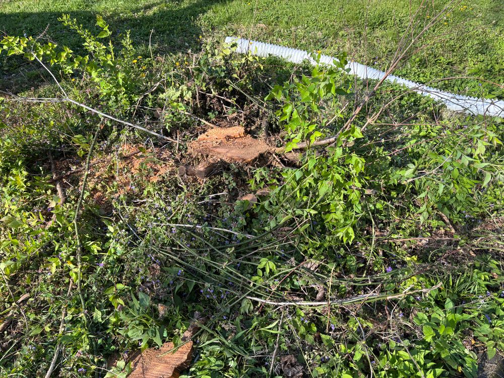 All Photos for Conrad's Stump Removal in Columbus, IN