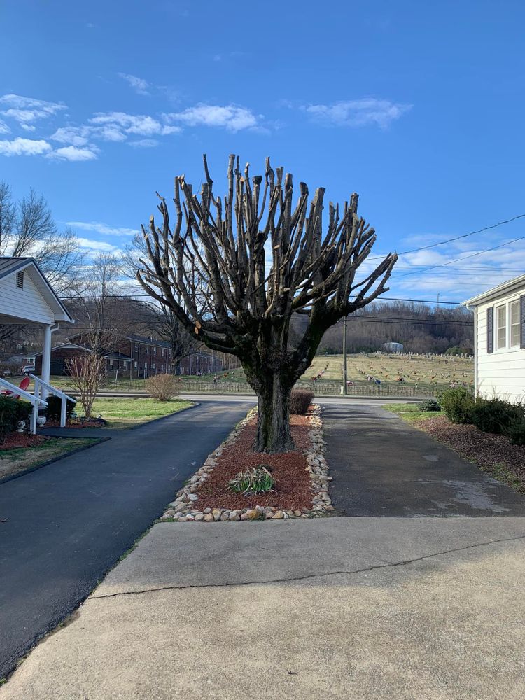 Tree Removal for Brocks Tree Service LLC in Rogersville, TN