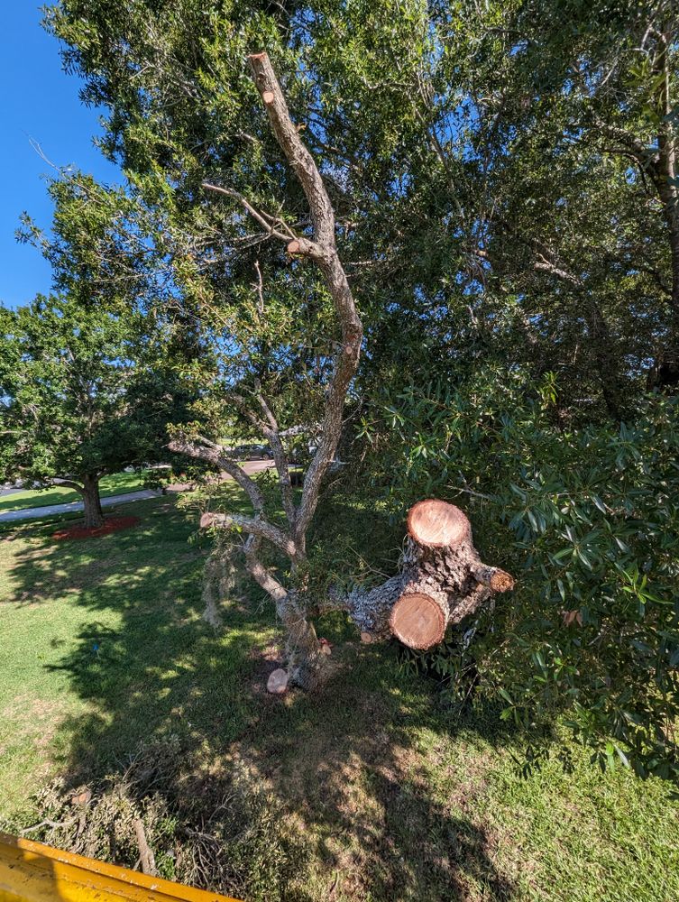 All Photos for Regal Tree Service and Stump Grinding in Wauchula, FL