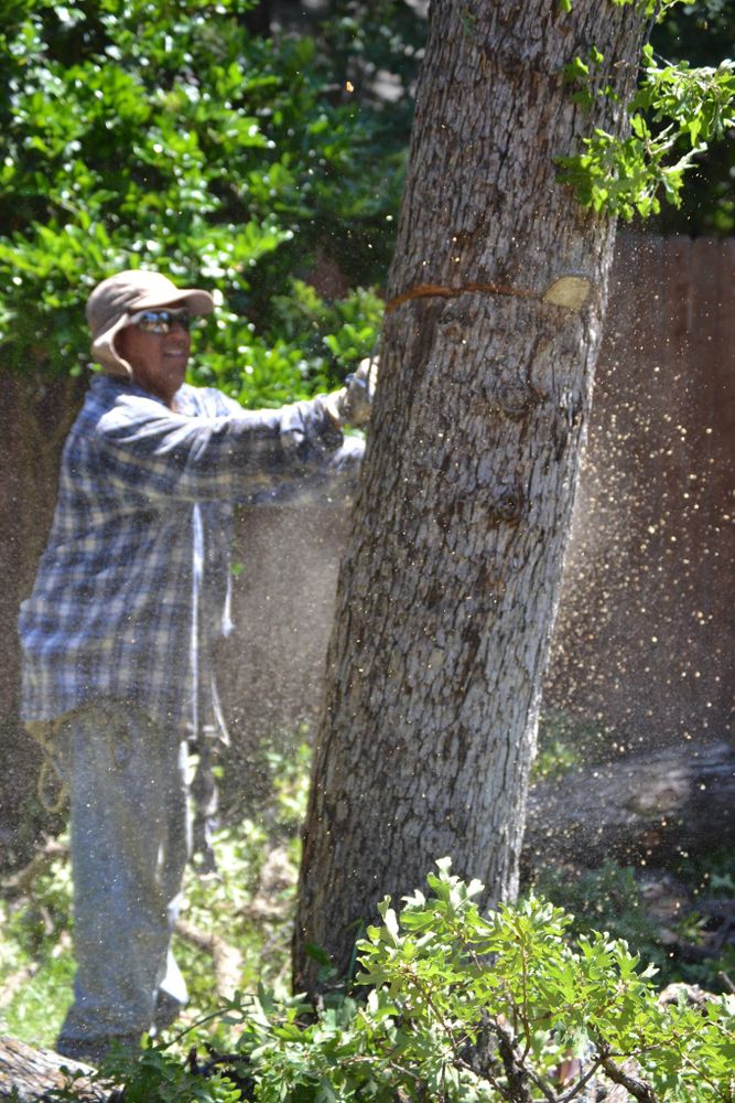 Tree Removal for Classic cut tree trimming and removal in Arlington, TX