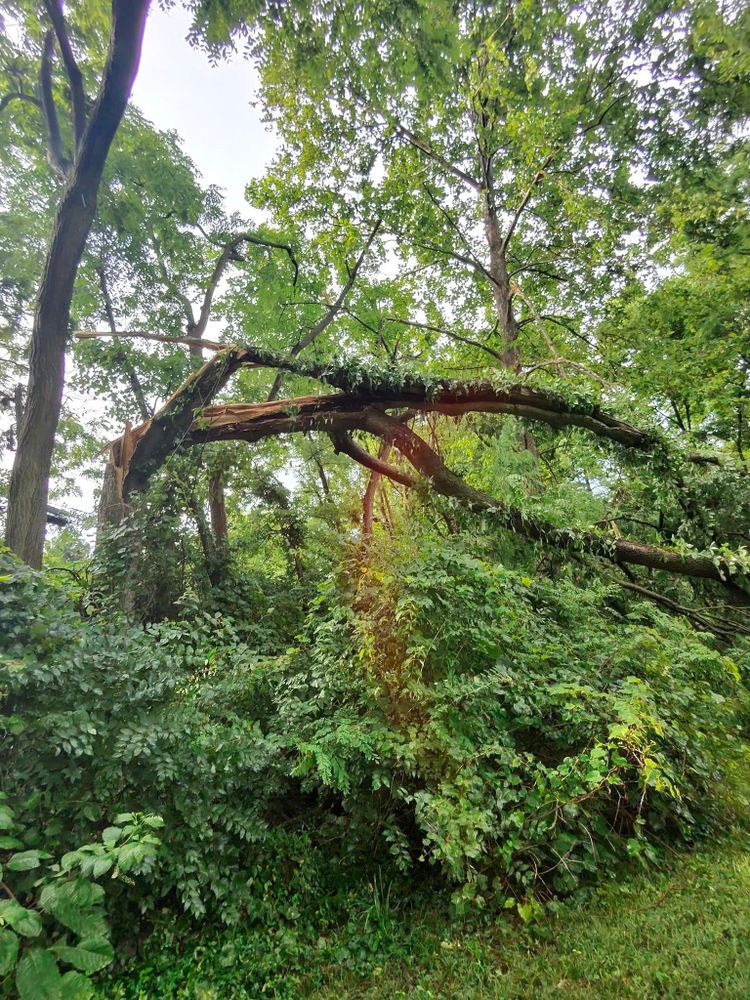 All Photos for F & F Tree Service in Beavercreek, OH