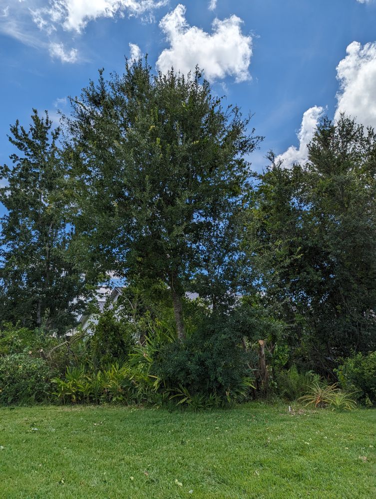 All Photos for Regal Tree Service and Stump Grinding in Wauchula, FL