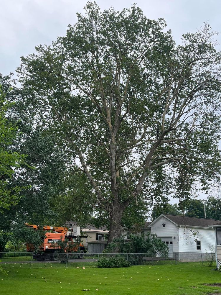 All Photos for Curtis Tree Service LLC in Hopkins County, KY