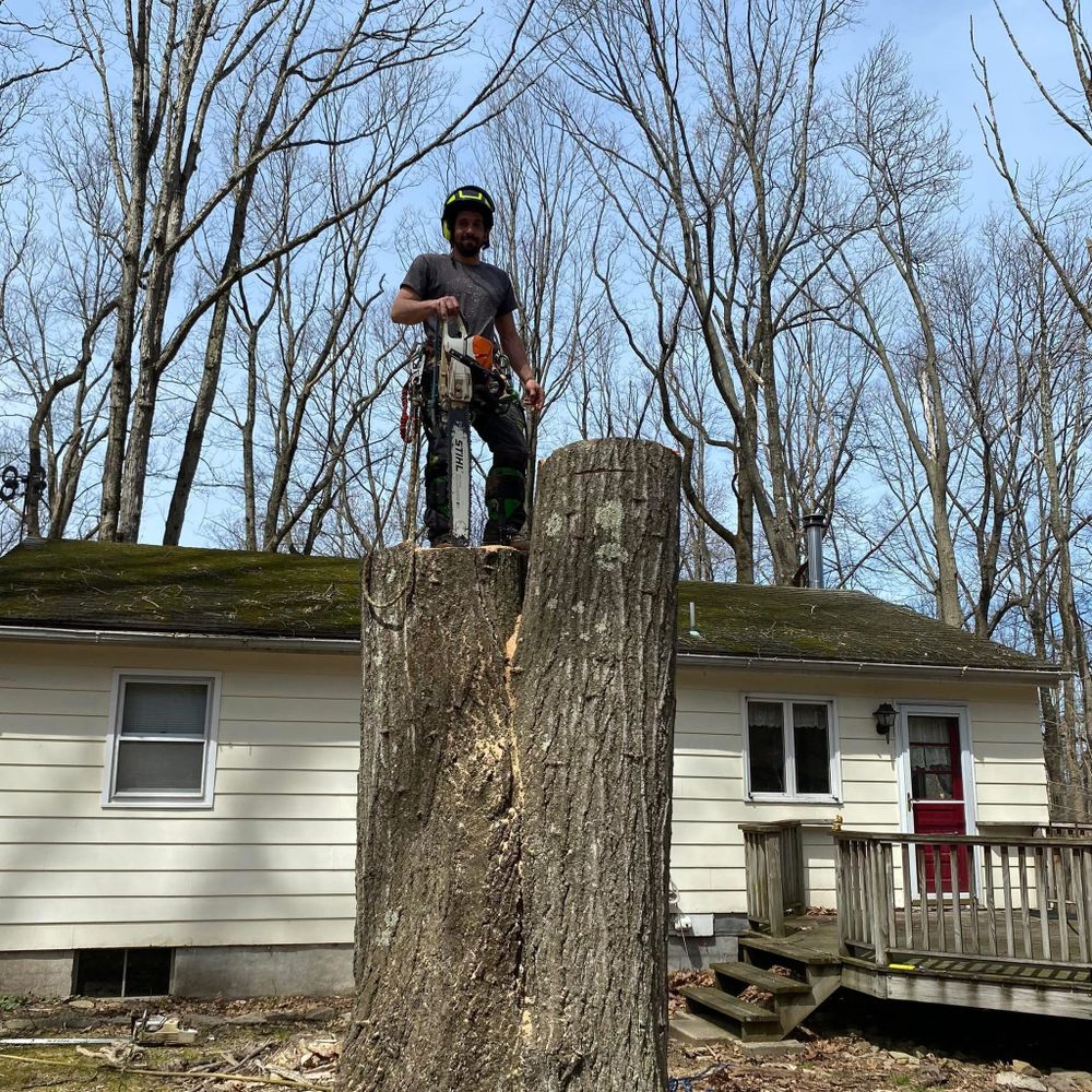 All Photos for Total Tree Service in Washington, NJ