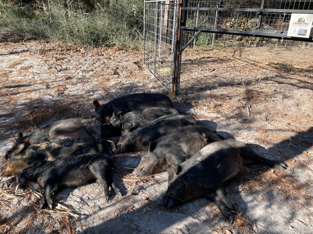 All Photos for Havoc Hog Control in Molino, FL