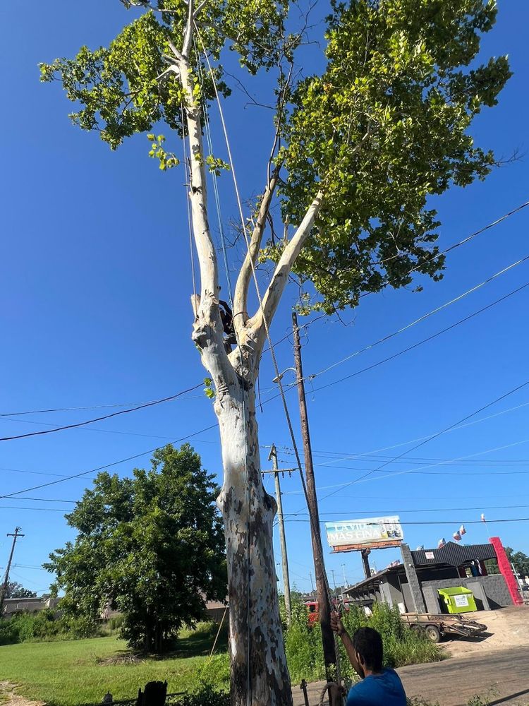All Photos for Best Price Tree Service in Hallsville, TX