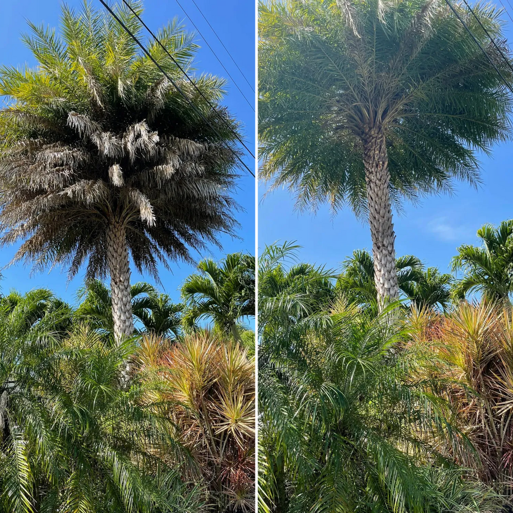 Trimming and pruning for Lawn Caring Guys in Cape Coral, FL