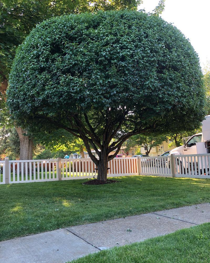 All Photos for AP Tree Service in Colbert, WA