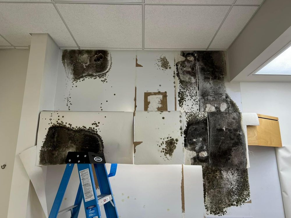 Our Mold Remediation service involves the removal and prevention of mold growth in your home, ensuring a clean and healthy living environment for you and your family. Contact us today! for N&D Restoration Services When Disaster Attacks, We Come In in Cape Coral,  FL