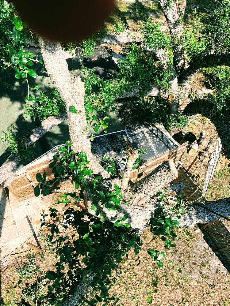 Alpha Trees Service and Property Management team in Port Charlotte, FL - people or person