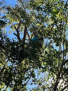Our cabling and bracing service supports weak or damaged trees with specialized hardware, reducing limb failure risk, improving stability, preserving tree health, and helping protect your home, landscape, and family. for Stinger Tree Service in Belleville, IL