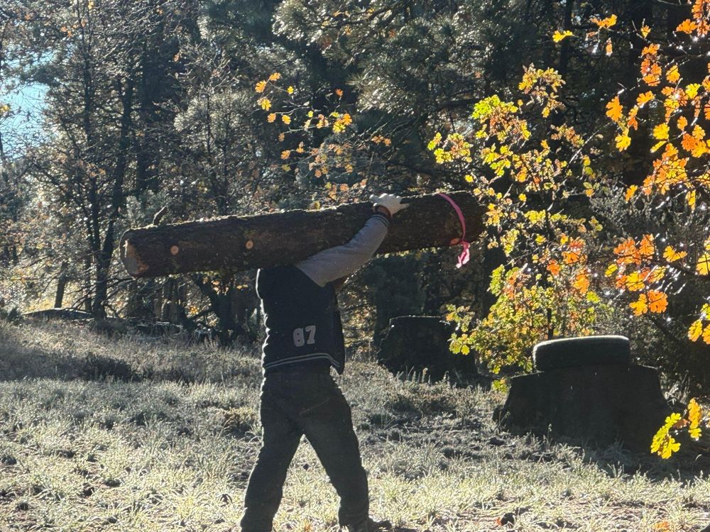 All Photos for The Tree Fairy in Julian, CA