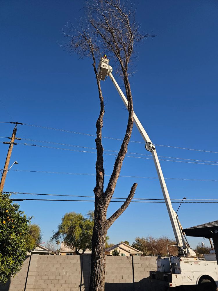 All Photos for T's Tree Service and Firewood in Apache Junction, AZ