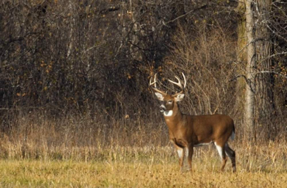 All Photos for Bluff Country Whitetails in Southern Indiana, IN