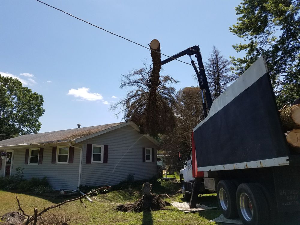 All Photos for O&O Tree Service in Rockford, IL