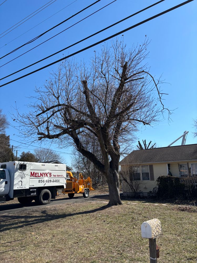 All Photos for Melnyk’s Tree Service in Salem County, NJ