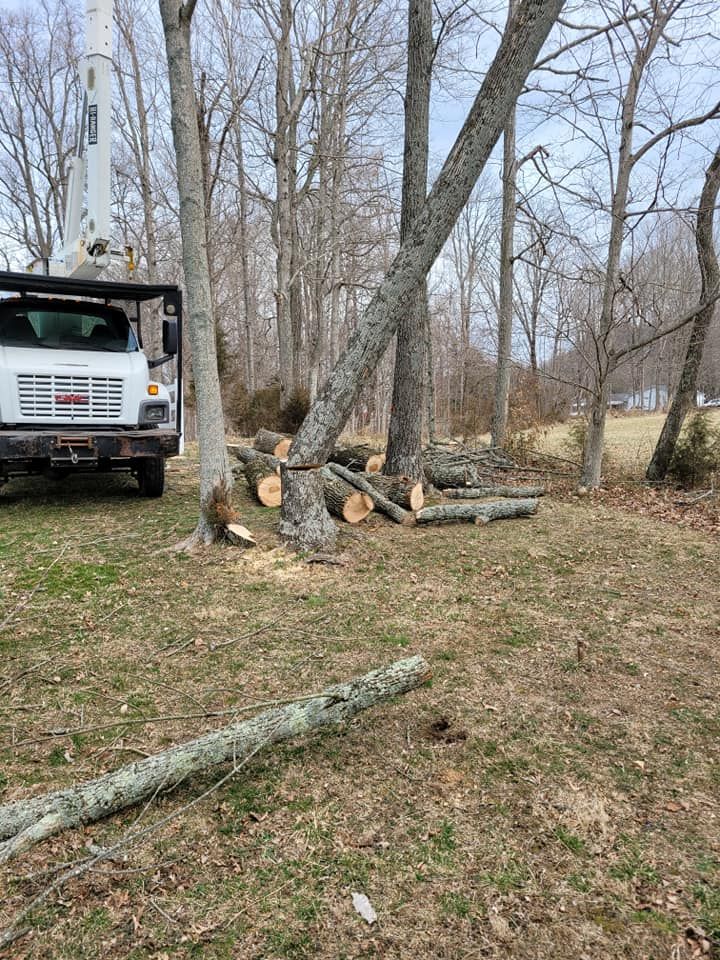 Tree Removal for Lightning Tree Service in Corydon, IN