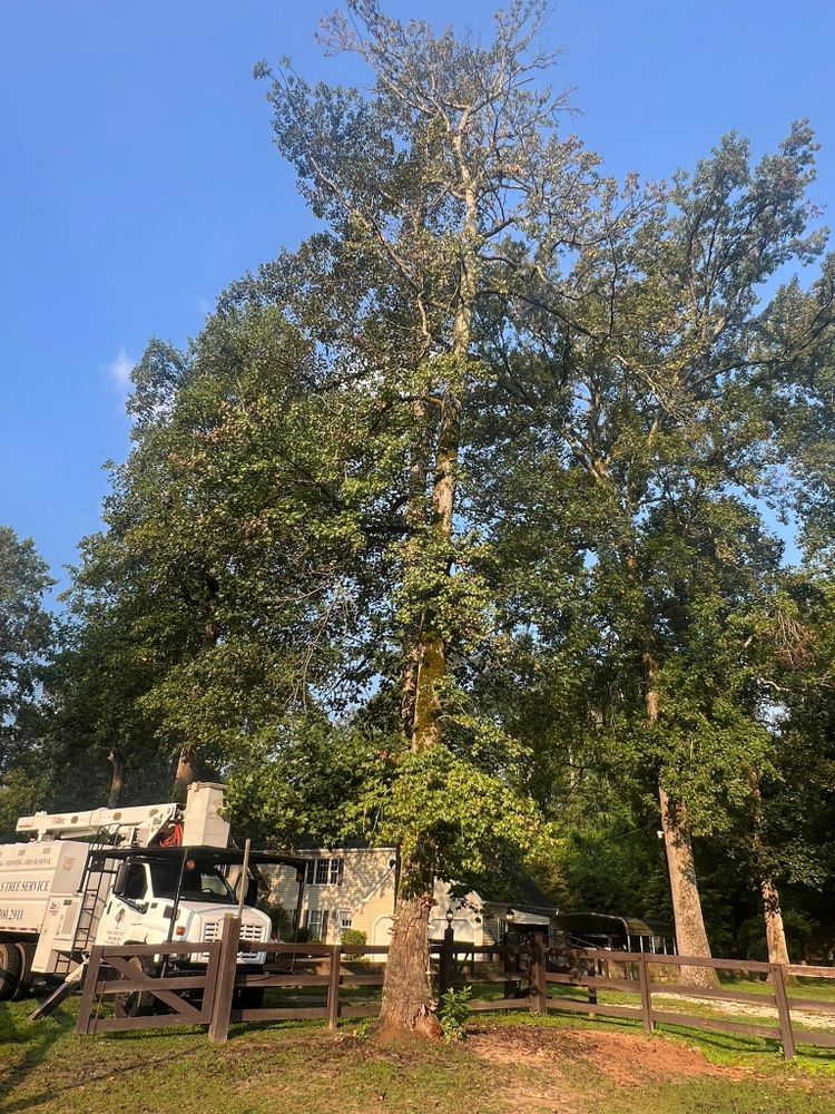 All Photos for Brooks Tree Service in Casar, NC