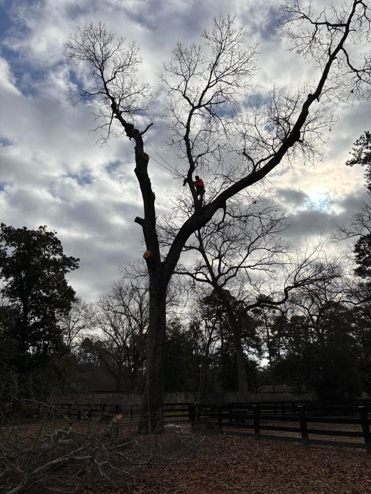 Tree Services for Pink Pelican Tree Service & Landscaping in Columbia, SC