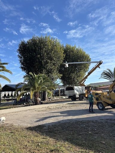 All Photos for Nurry Tree Services in Miami, FL