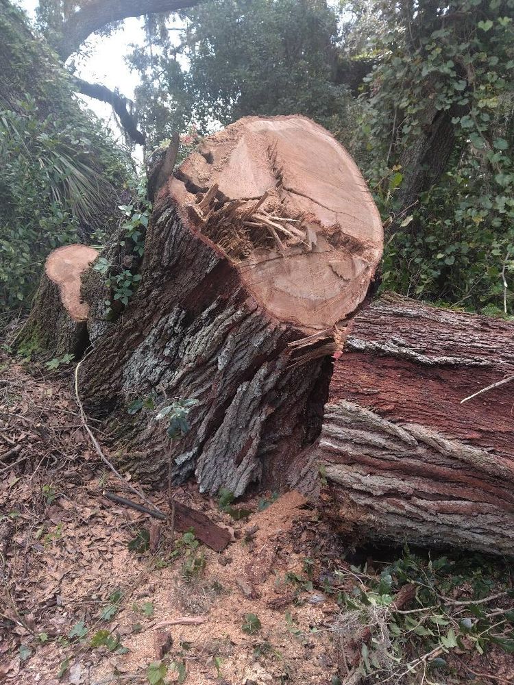 All Photos for Bills Tree Service in Valrico, FL