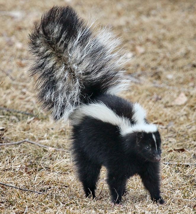 Wildlife Control for Toppers Wildlife Removal in Garland, TX